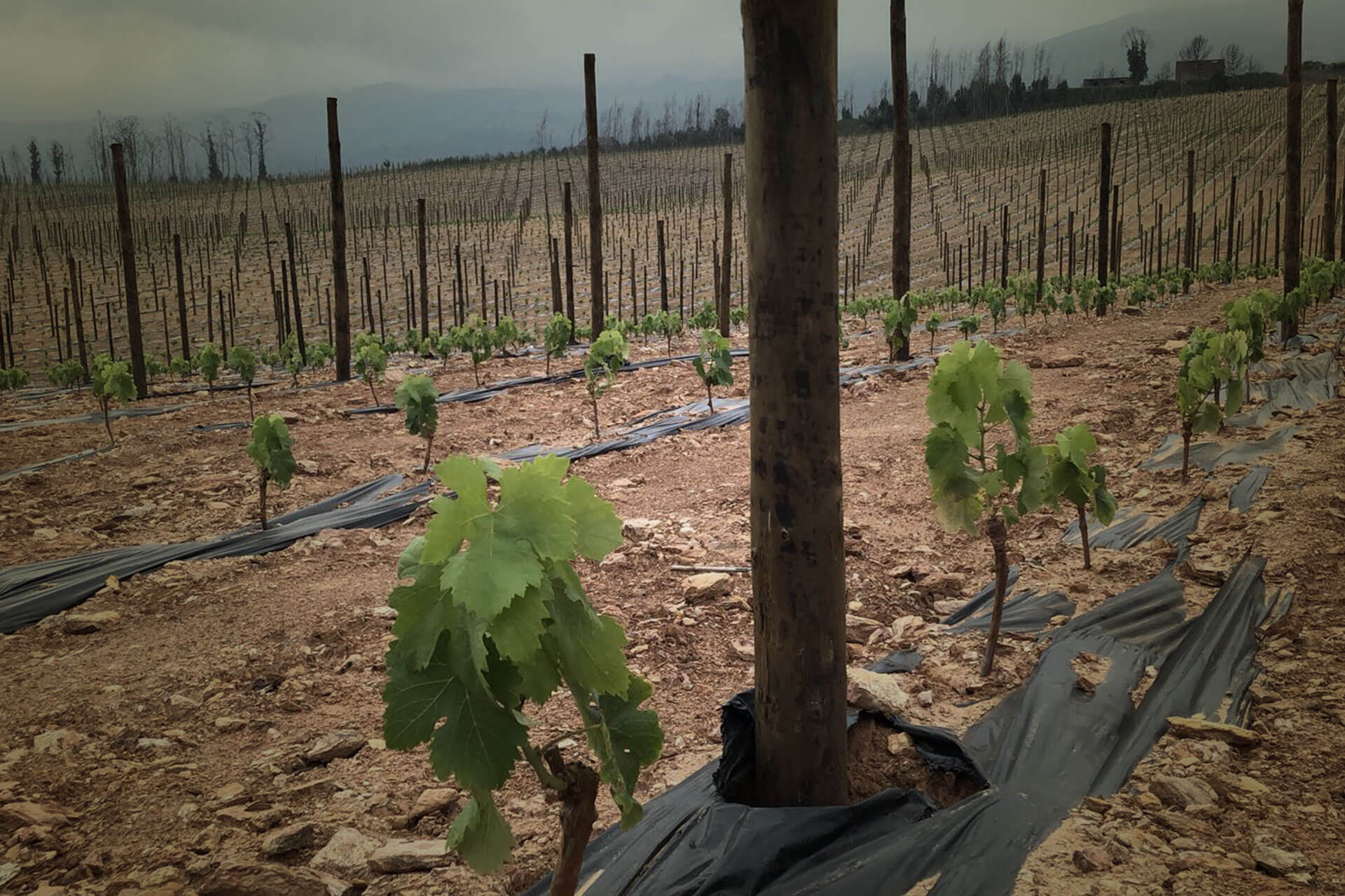 Quinta de Cabração