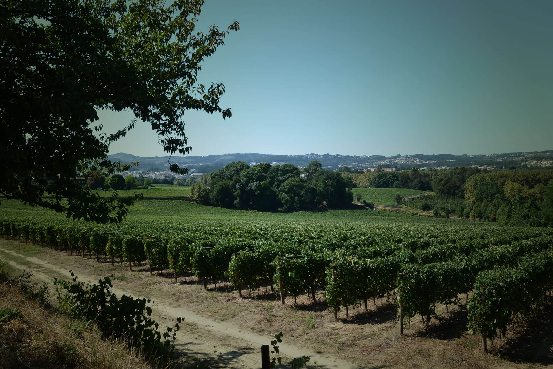 Quinta de Meinedo