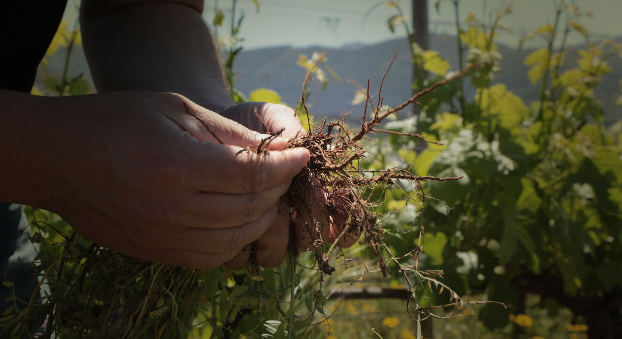 Auxiliary plants in the vineyard