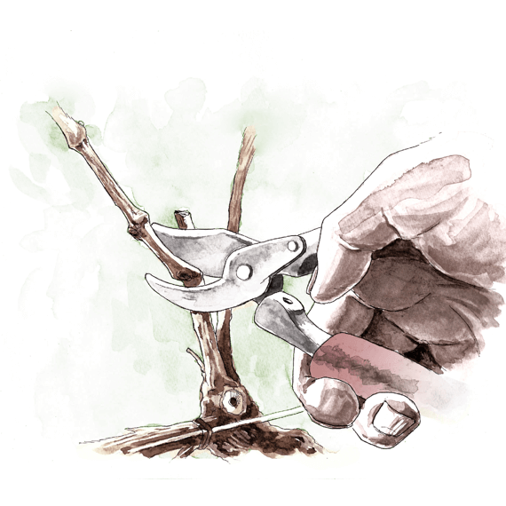 Pruning