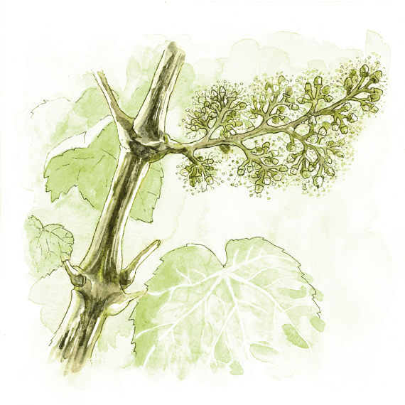 Flowering